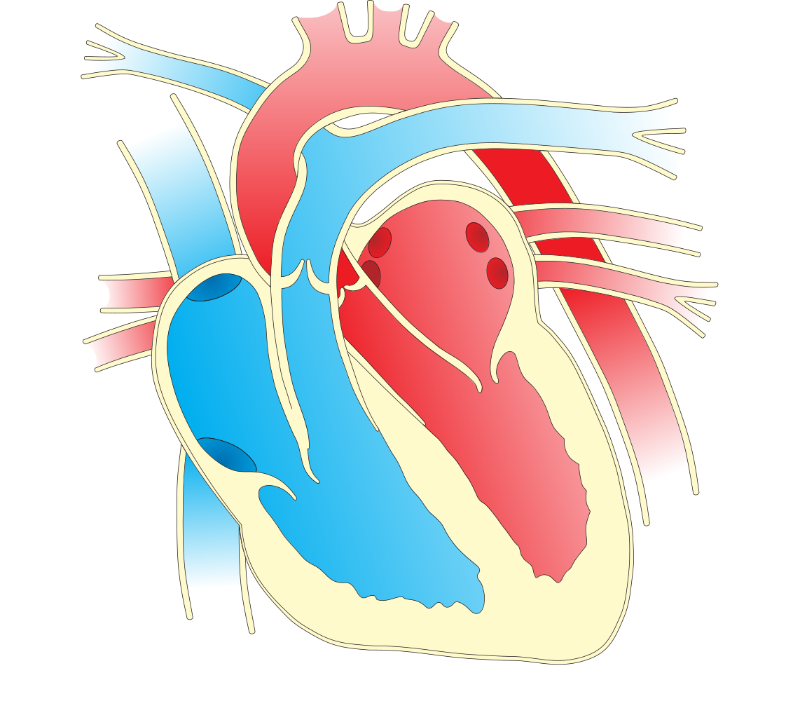 diagram-google-images-heart-diagram-mydiagram-online